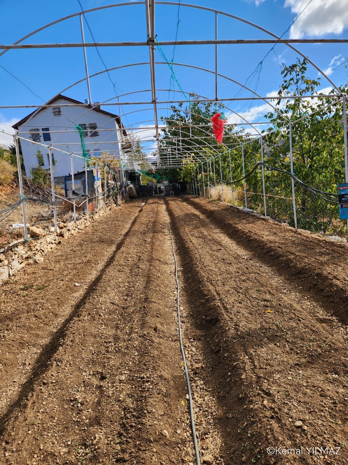 Resim 3. Safran soğanın sırta dikimi için hazırlanmış arazi