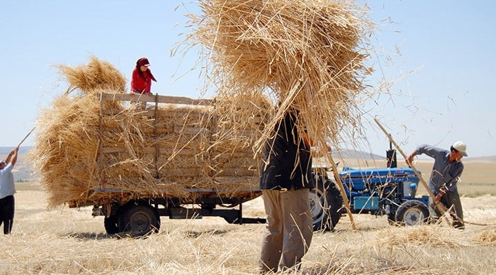 Saman fiyatları rekor kırdı! Saman fiyatları bir ayda yüzde 10 arttı